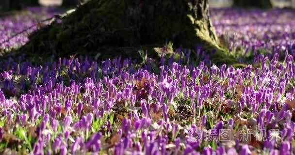 紫罗兰色番红花野生花卉领域与橡树树谷在春天的时候，自然花卉的季节性背景，平移视图