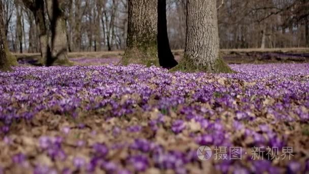 紫罗兰色番红花野生花卉领域与橡树树谷在春天的时候，自然花卉的季节性背景，平移视图