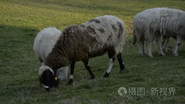 群羊放牧对农田在欧洲一个字段视频