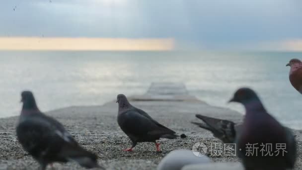 在一场暴雨码头上的鸽子。海浪