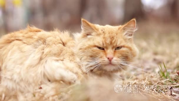 特写肖像可爱美国短发猫。可爱的猫脸