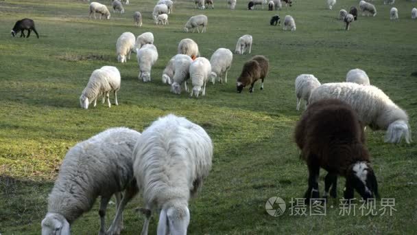 群羊放牧对农田在欧洲一个字段视频