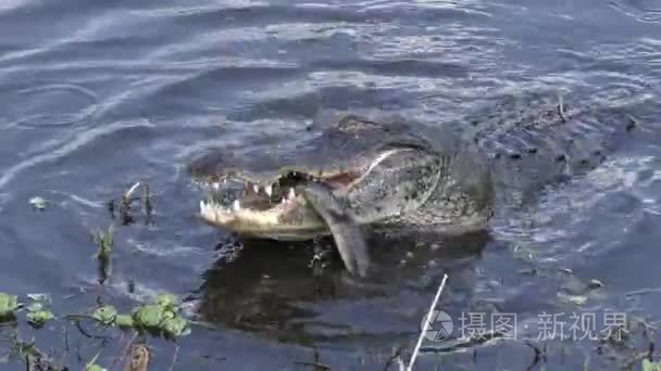 美洲短吻鳄吃一条大的棕色水蛇视频
