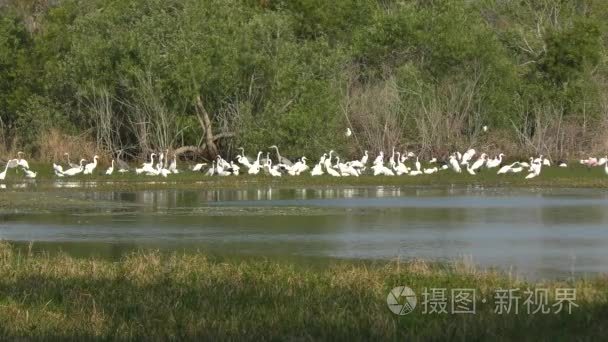 佛罗里达州湿地水鸟视频