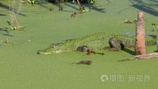 美洲短吻鳄在日志上晒太阳视频