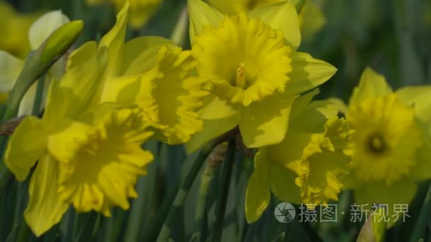 水仙花盛开在春天在花园