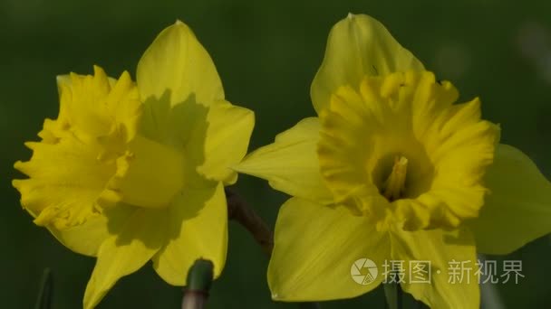 水仙花盛开在春天在花园