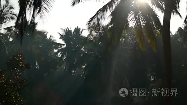棕榈树和天空印度喀拉拉邦视频