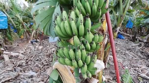 成熟的香蕉黄色视频素材