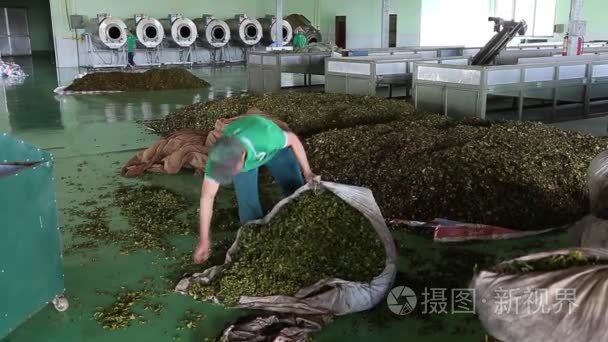 一名工人在一家茶厂收集茶叶视频