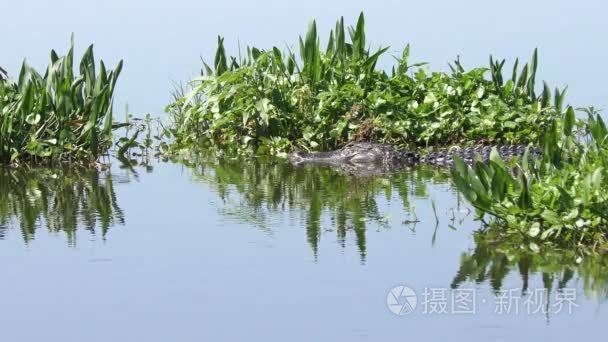 在湖大美洲短吻鳄视频