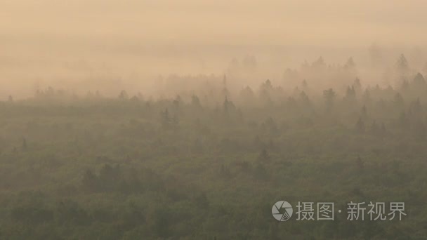 多雾的黎明森林从鸟瞰图视频