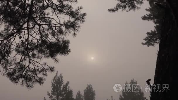 在迷雾森林景观的夏天太阳视频