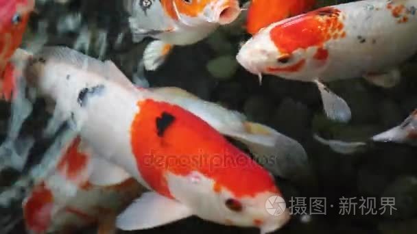 顶视图锦鲤鱼池视频