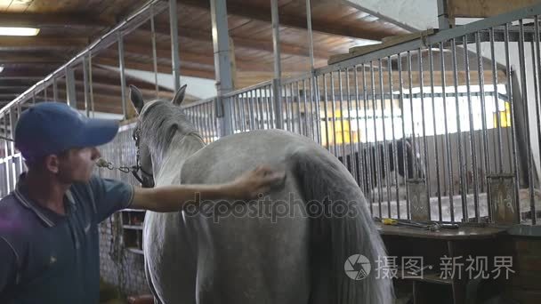 年轻的男孩擦拭在马厩里的马身体。男子清理一匹白马从灰尘和污垢，用画笔。关爱动物。骑马俱乐部。慢动作模式，慢动作，特写，关闭。后方