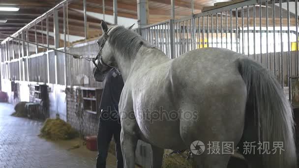 年轻的男孩擦拭在马厩里的马身体。男子清理一匹白马从灰尘和污垢，用画笔。关爱动物。骑马俱乐部。慢动作模式，慢动作，特写，关闭。后方