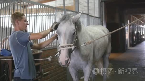 年轻的男孩擦拭在马厩里的马身体。男子清理一匹白马从灰尘和污垢，用画笔。关爱动物。骑马俱乐部。慢动作模式，慢动作，特写，关闭