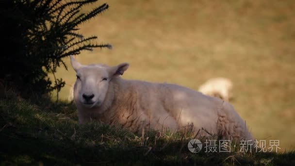 羊在大热天在树荫下休息视频