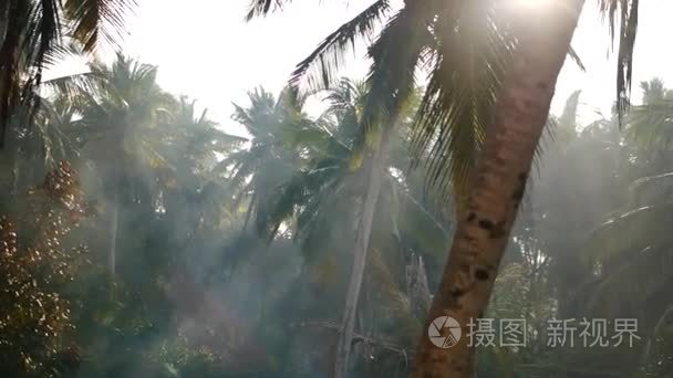 棕榈树和天空印度喀拉拉邦视频