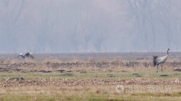 欧洲野生动物视频