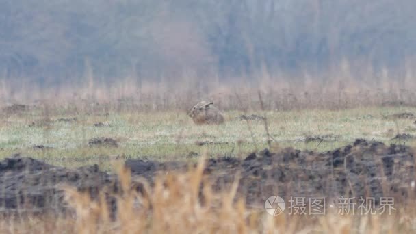 在欧洲的野生动物视频