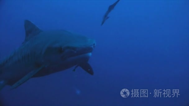 巨大的虎鲨方法对水中照相机视频