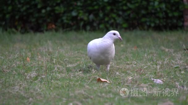 鸽鸽鸟在花园公园的地板上视频