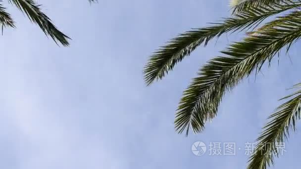 枣椰树叶和白色的云朵背景视频