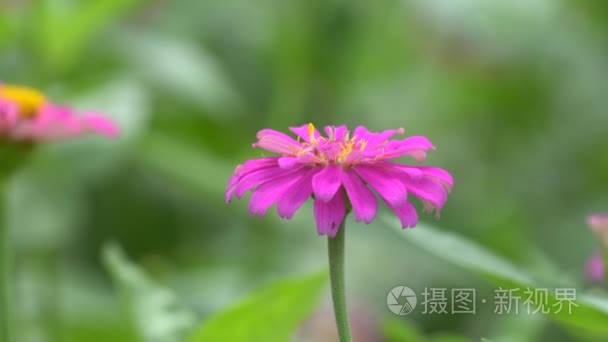 百日草花在公园里视频