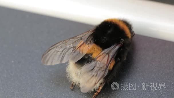 黄蜂野生动物工作黄色视频素材