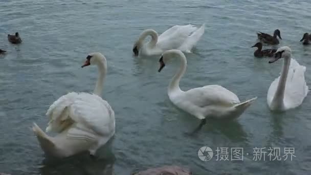 天鹅和鸭子在湖里游泳视频