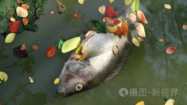 死鱼和落叶漂浮在浮游藻类水视频