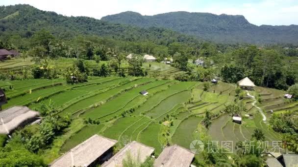 对水稻梯田，巴厘岛，鸟瞰图