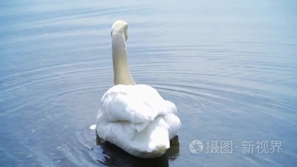 白色的天鹅在湖里的水中游泳视频