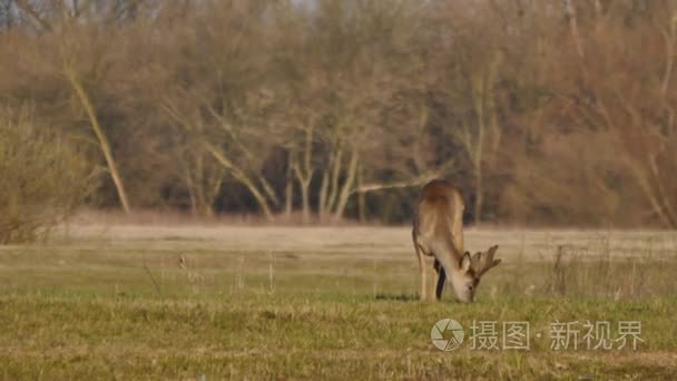 在欧洲的野生动物视频