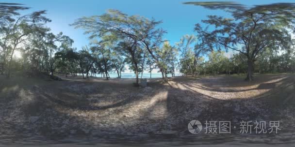 360 的 Vr 场景的毛里求斯性质和海洋海岸上的树