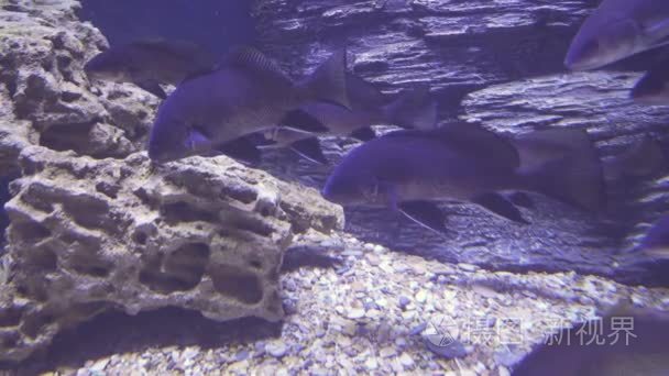 黑色鼓在盐水水族馆素材视频视频