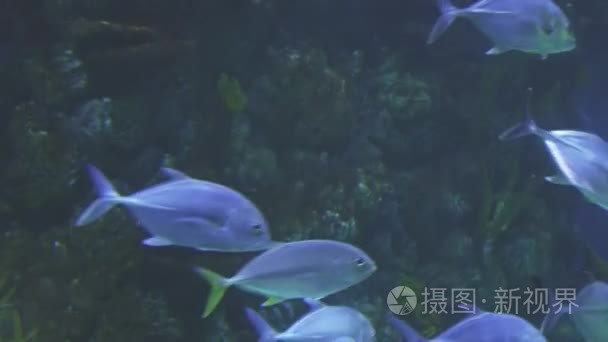 金鱼在盐水水族馆素材视频视频