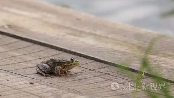 希望从木制浮筏的青蛙视频