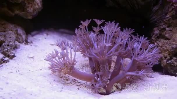 紫银莲花底部的海洋水族馆视频