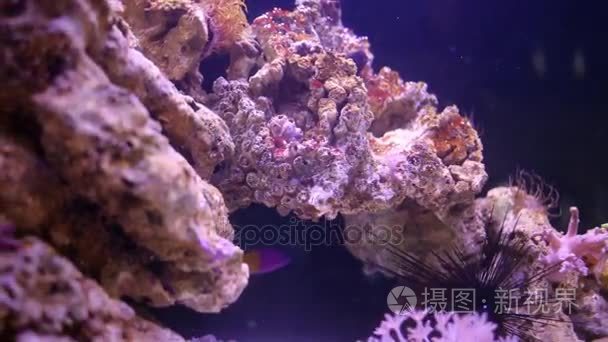 鱼和无脊椎动物在水族馆珊瑚视频