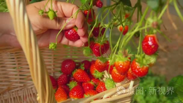 草莓采摘在篮子里视频