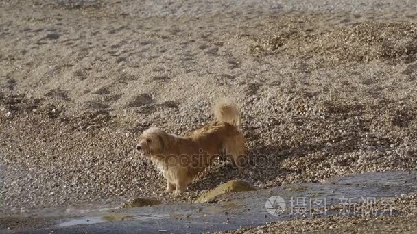 有趣的狗吠叫的波浪，试图咬水溅