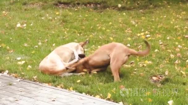 两只狗公园里玩草草坪视频