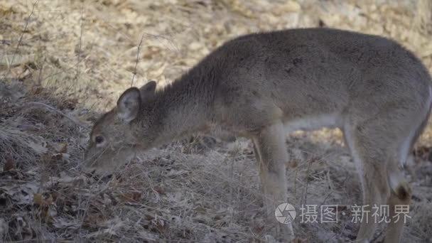 与它的冬天外套只幼鹿视频