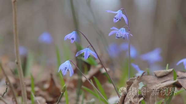 在春天森林五彩缤纷视频