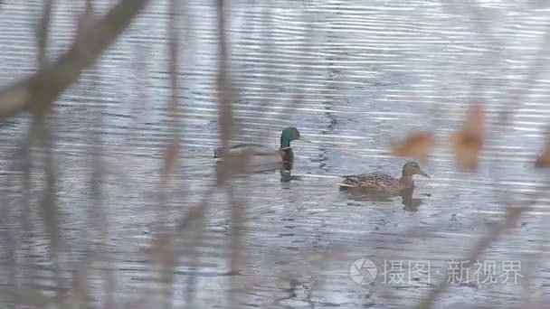 野鸭湖中视频