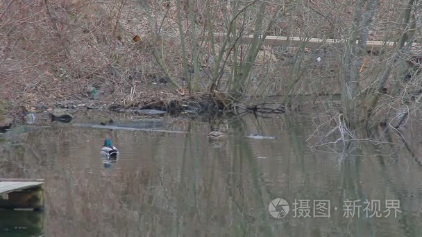 野鸭湖中视频