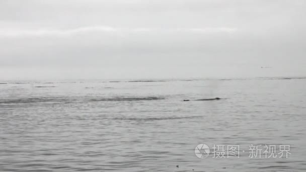 潜入水中阿拉斯加太平洋鲸尾视频