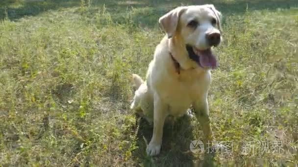 狗的品种拉布拉多犬坐在绿草和吠叫。对家畜进行培训。关闭视频